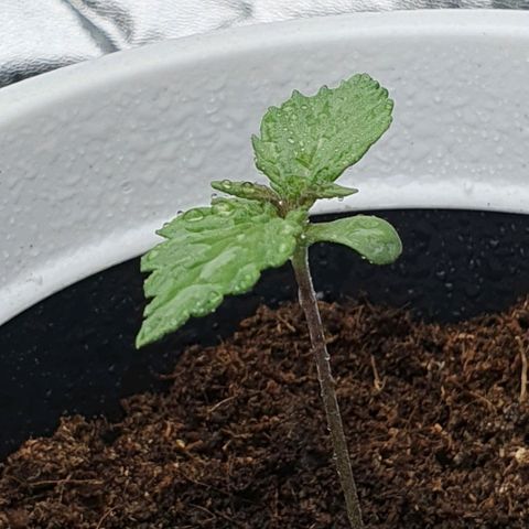 Driving ban growlog timeline photo