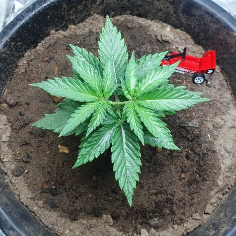 Driving ban growlog timeline photo