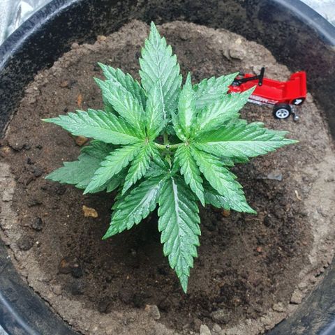 Driving ban growlog timeline photo