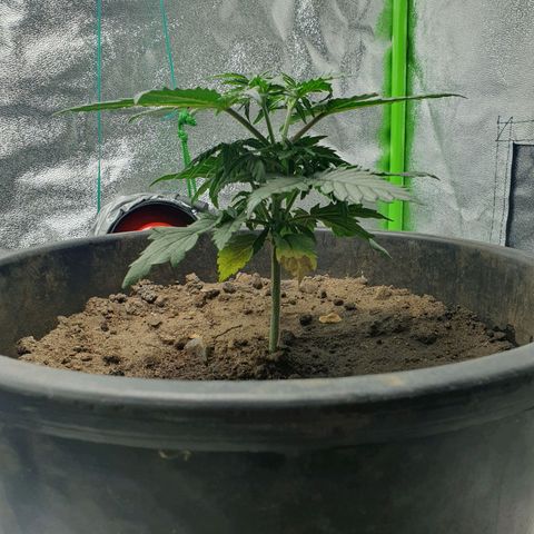 Driving ban growlog timeline photo