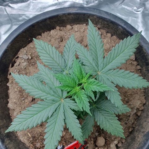 Driving ban growlog timeline photo
