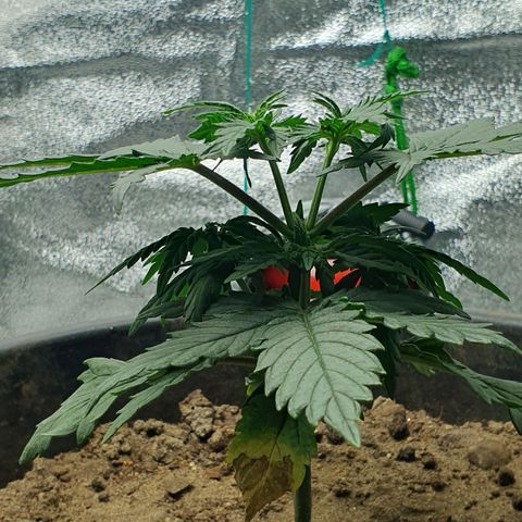 Driving ban growlog timeline photo