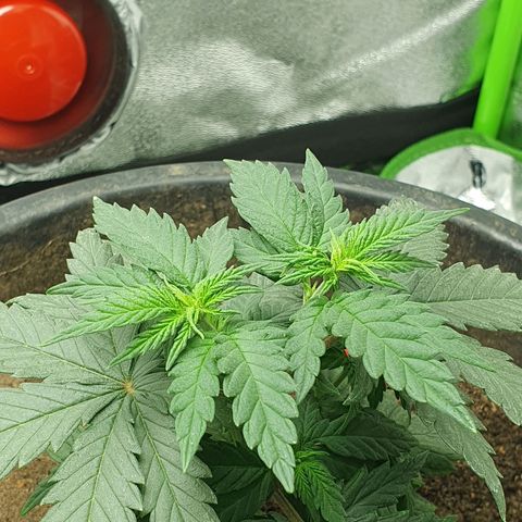 Driving ban growlog timeline photo