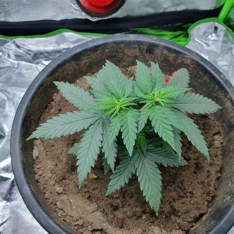 Driving ban growlog timeline photo