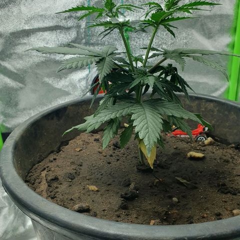 Driving ban growlog timeline photo