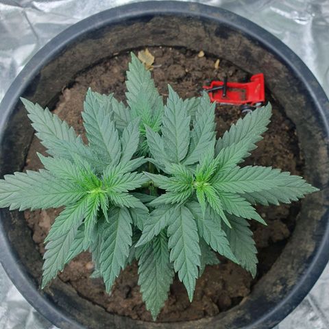 Driving ban growlog timeline photo