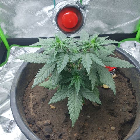 Driving ban growlog timeline photo