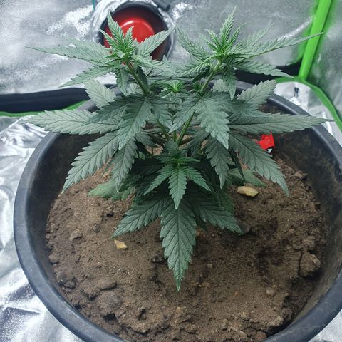 Driving ban growlog timeline photo