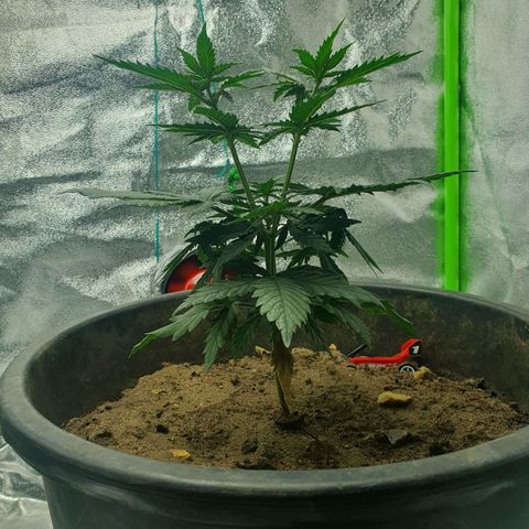 Driving ban growlog timeline photo