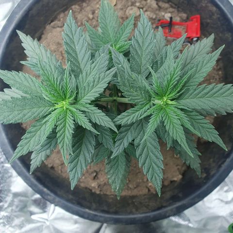 Driving ban growlog timeline photo