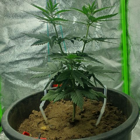 Driving ban growlog photo: Week away 