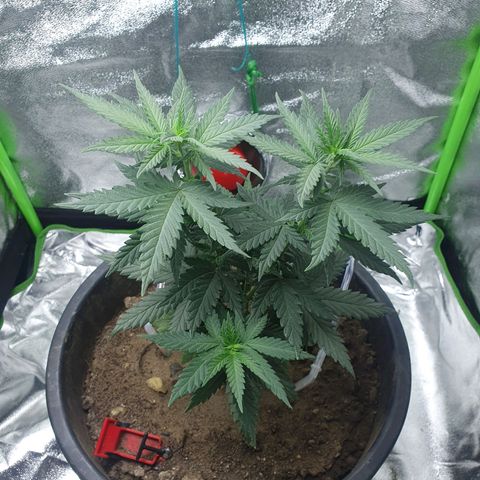 Driving ban growlog photo: Week away 