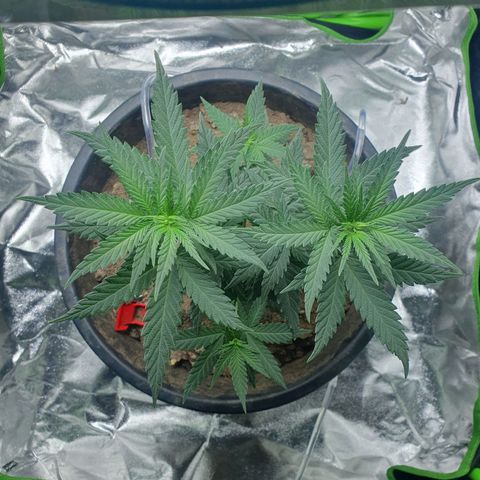 Driving ban growlog photo: Week away 