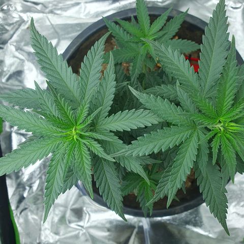 Driving ban growlog timeline photo