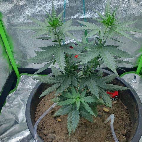Driving ban growlog timeline photo