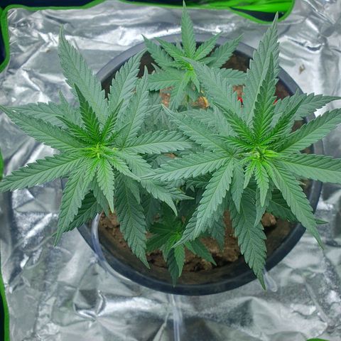 Driving ban growlog timeline photo