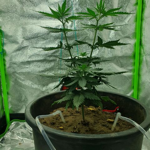 Driving ban growlog timeline photo