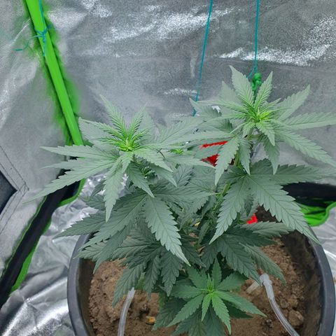 Driving ban growlog timeline photo