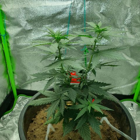 Driving ban growlog timeline photo