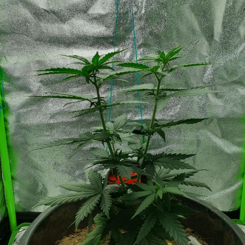 Driving ban growlog timeline photo
