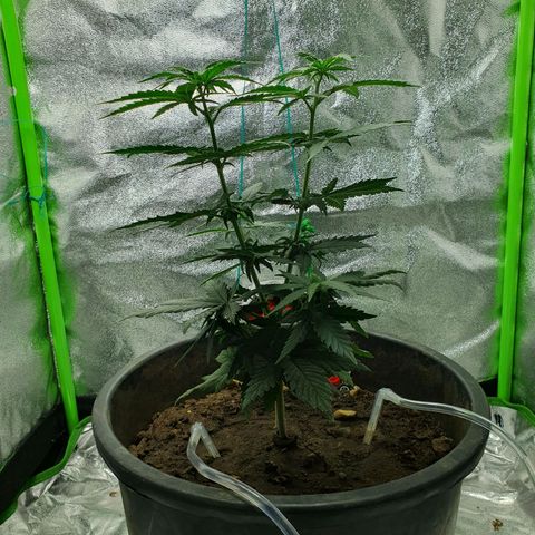 Driving ban growlog timeline photo