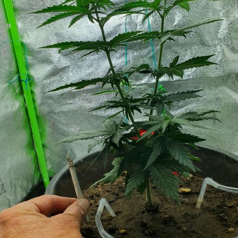 Driving ban growlog timeline photo