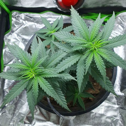 Driving ban growlog timeline photo