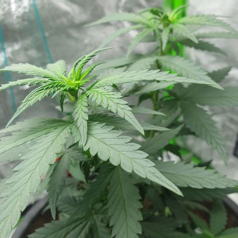 Driving ban growlog timeline photo