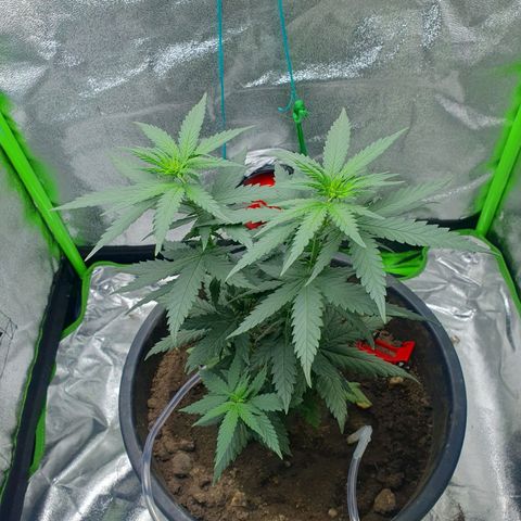 Driving ban growlog timeline photo
