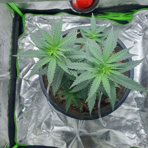 Driving ban growlog timeline photo