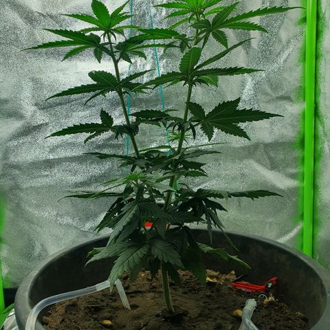 Driving ban growlog timeline photo