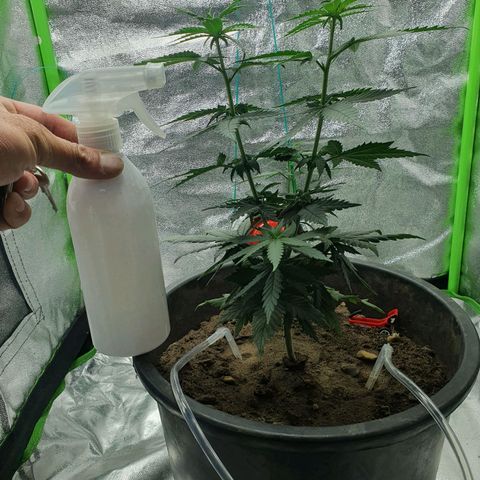 Driving ban growlog timeline photo