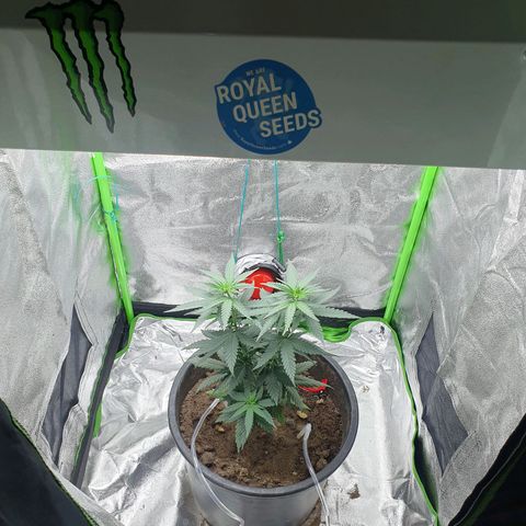 Driving ban growlog timeline photo