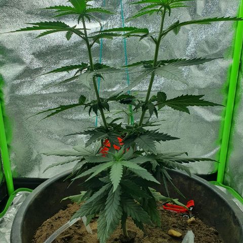 Driving ban growlog timeline photo