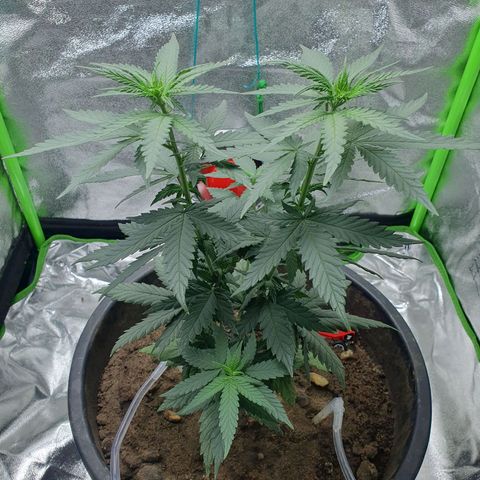 Driving ban growlog timeline photo