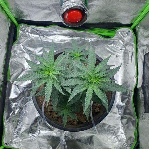 Driving ban growlog timeline photo