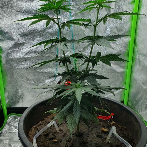 Driving ban growlog timeline photo