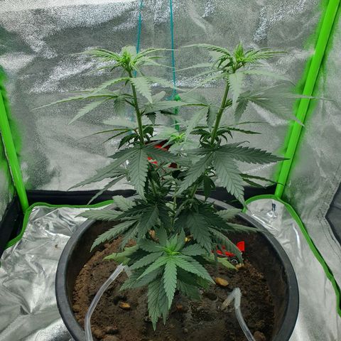 Driving ban growlog timeline photo