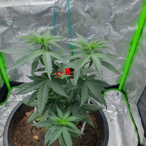 Driving ban growlog timeline photo