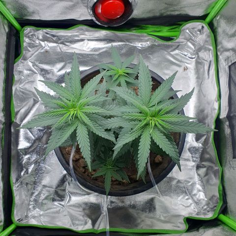 Driving ban growlog timeline photo