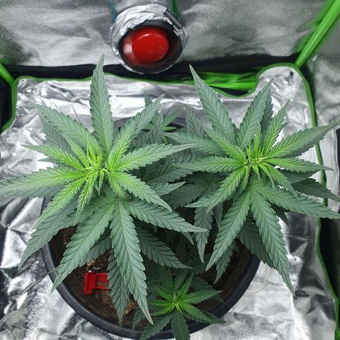 Driving ban growlog timeline photo