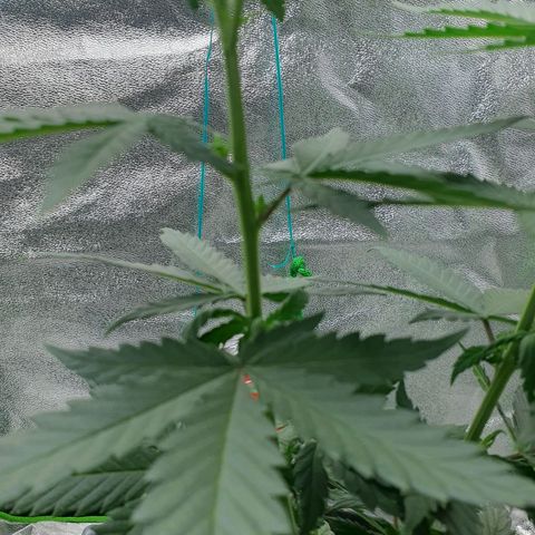 Driving ban growlog timeline photo