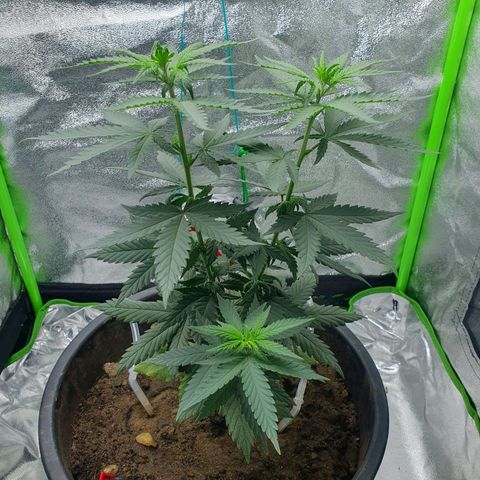 Driving ban growlog timeline photo