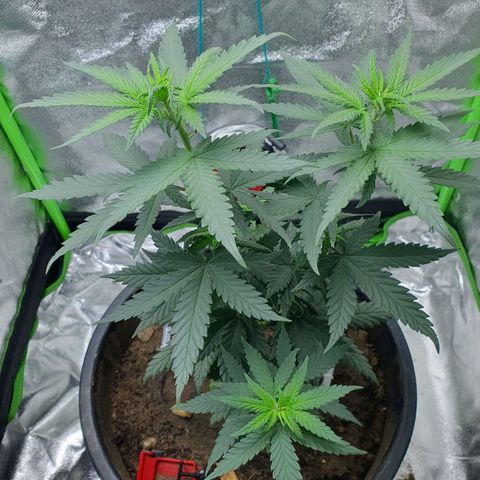 Driving ban growlog timeline photo