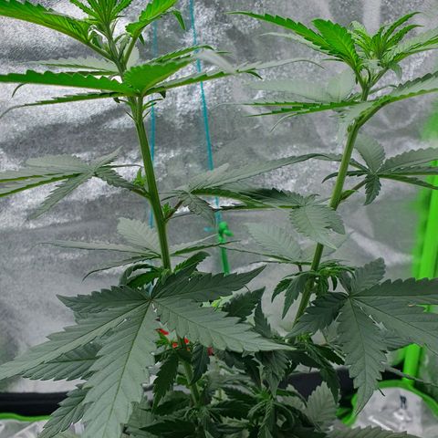 Driving ban growlog timeline photo