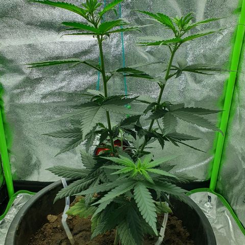 Driving ban growlog timeline photo