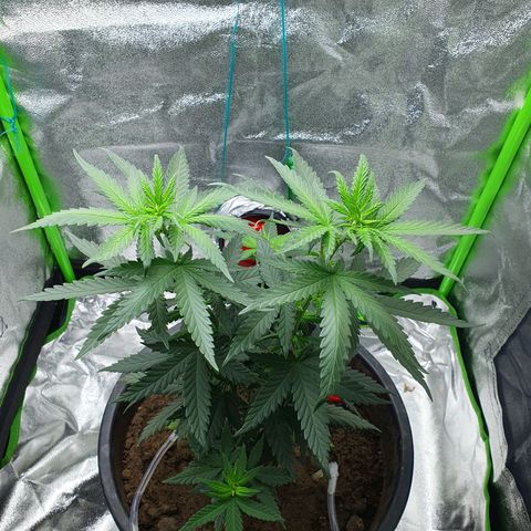 Driving ban growlog timeline photo