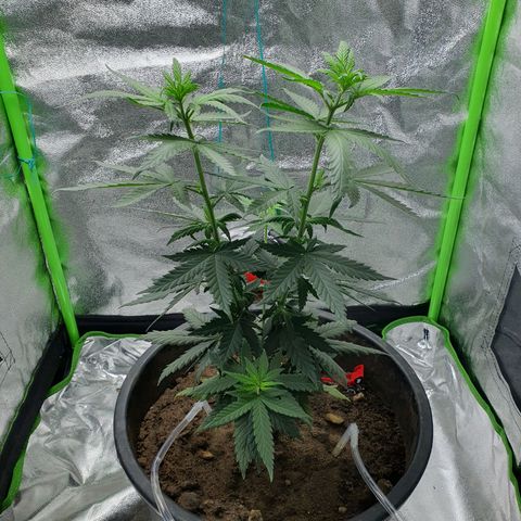 Driving ban growlog timeline photo