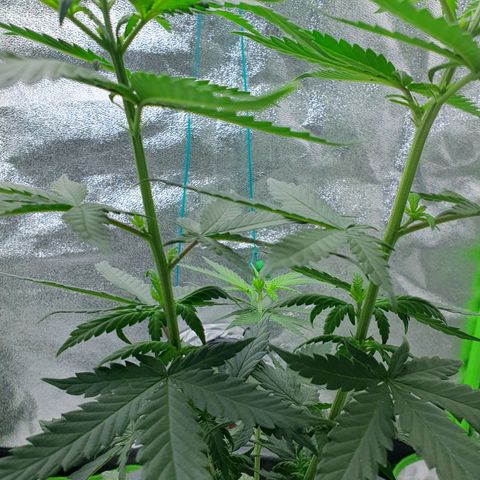 Driving ban growlog timeline photo
