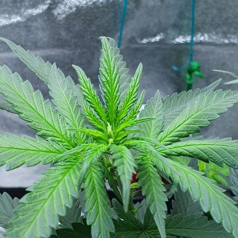 Driving ban growlog timeline photo